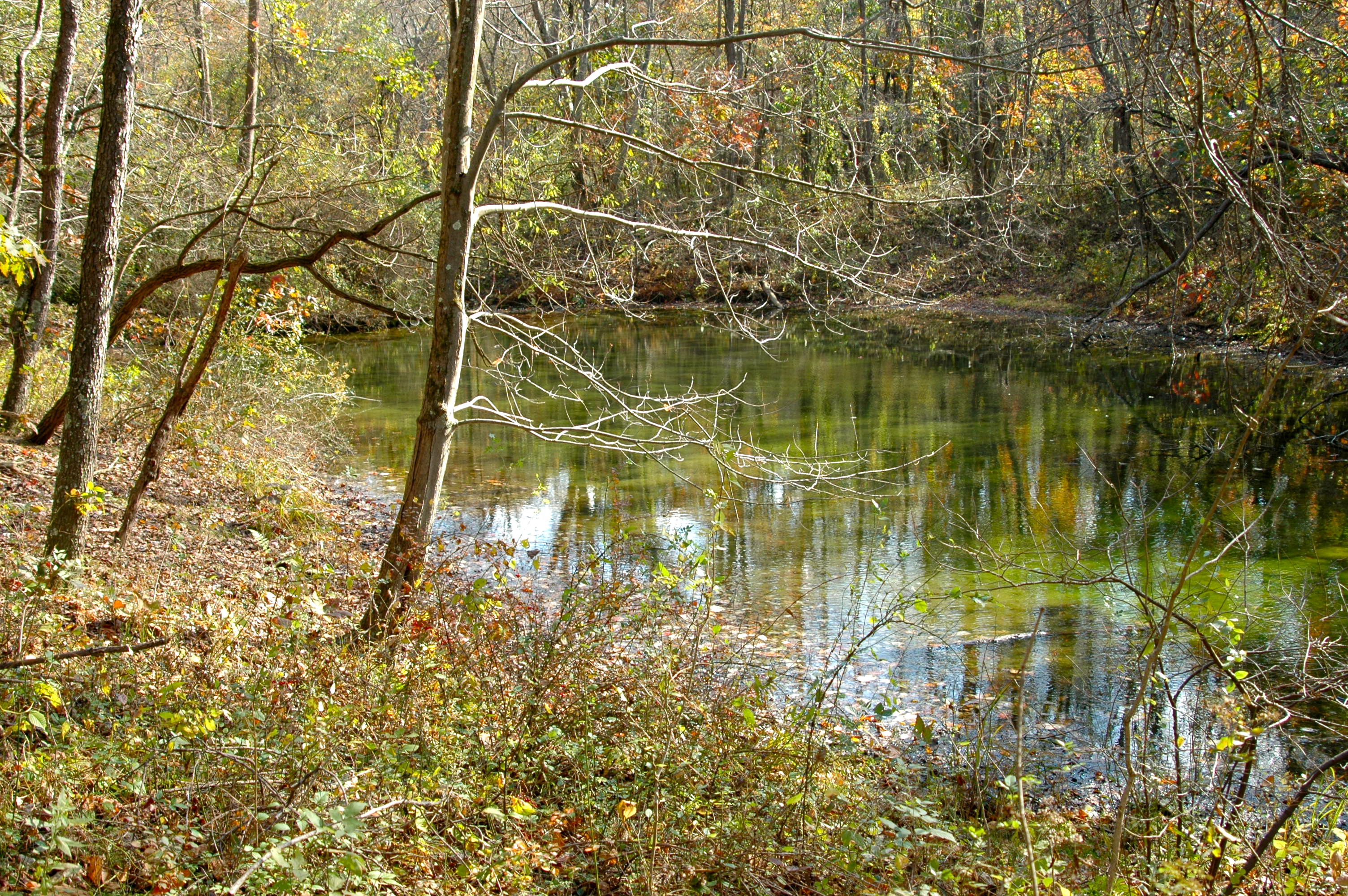 Woodland amd pond